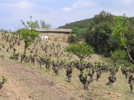 Le Travers, parcelle de muscat